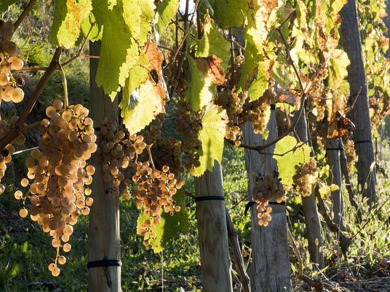 Domaine Ameztia