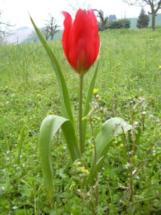 Domaine Bonnet Gilbert