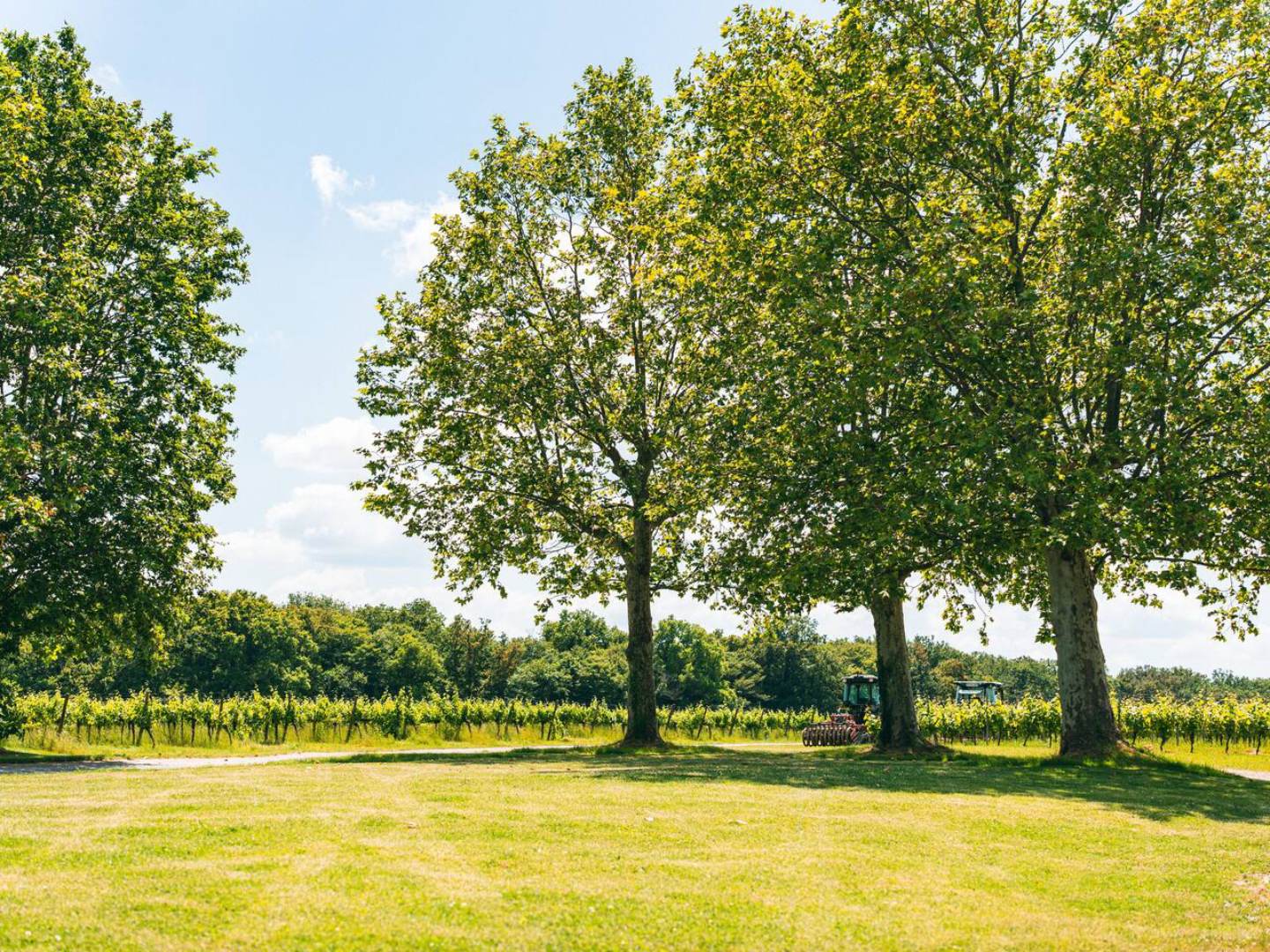 Domaine Canteloup - Gîte Loft, Madirac - photo 12