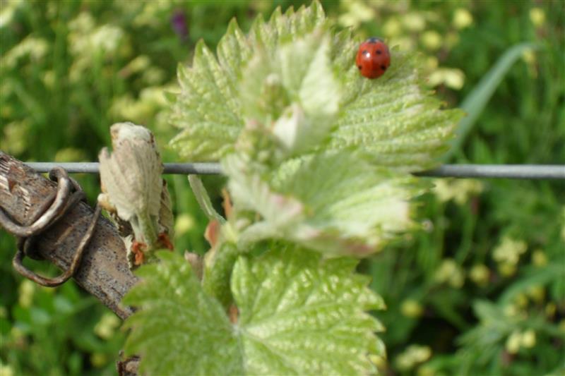 Domaine Coustarret