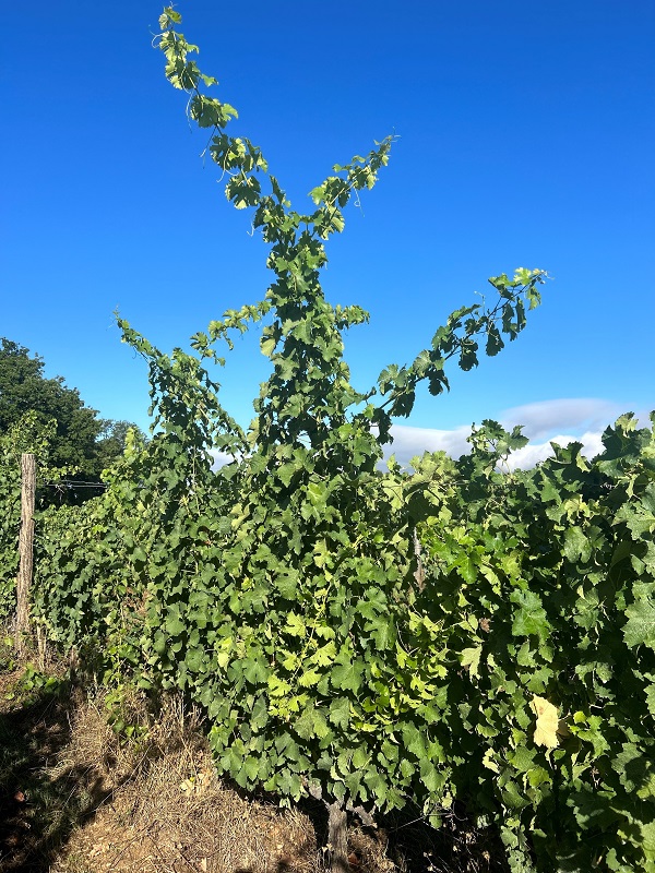 Domaine Elian Da Ros