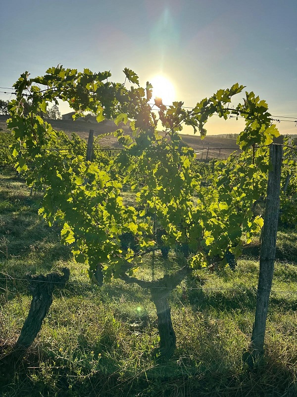 Domaine Elian Da Ros