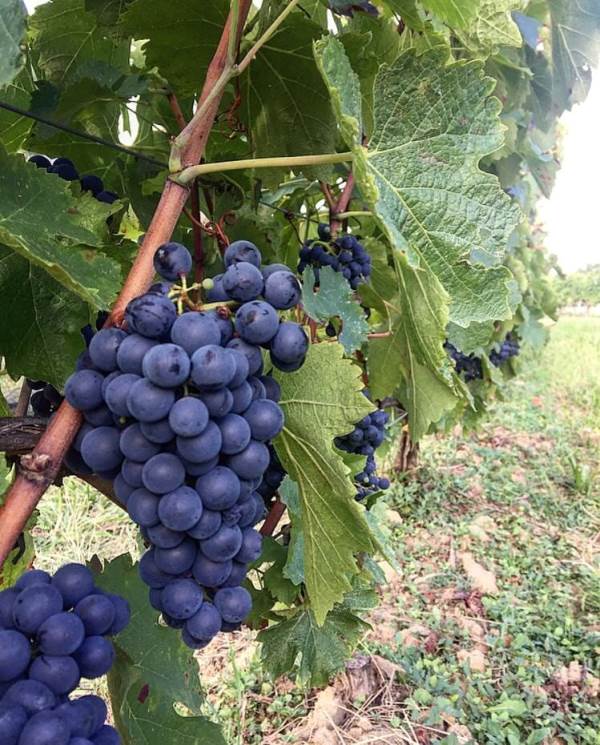 Domaine Emilien Jean - photo 2