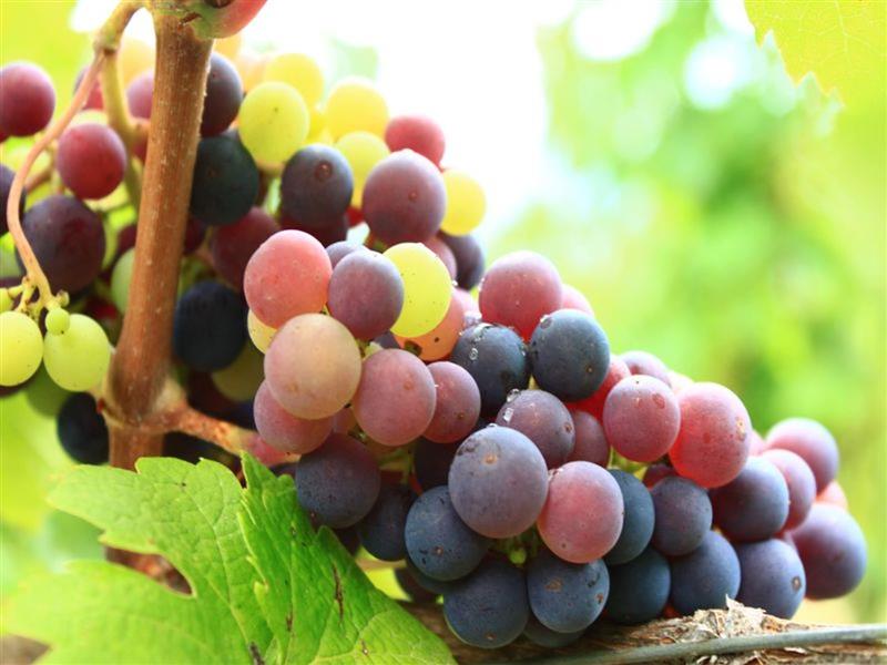 Domaine Etxegaraya