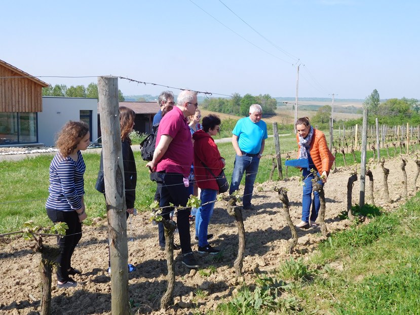 Domaine de Ferrant - SCEA Vignobles Vuillien