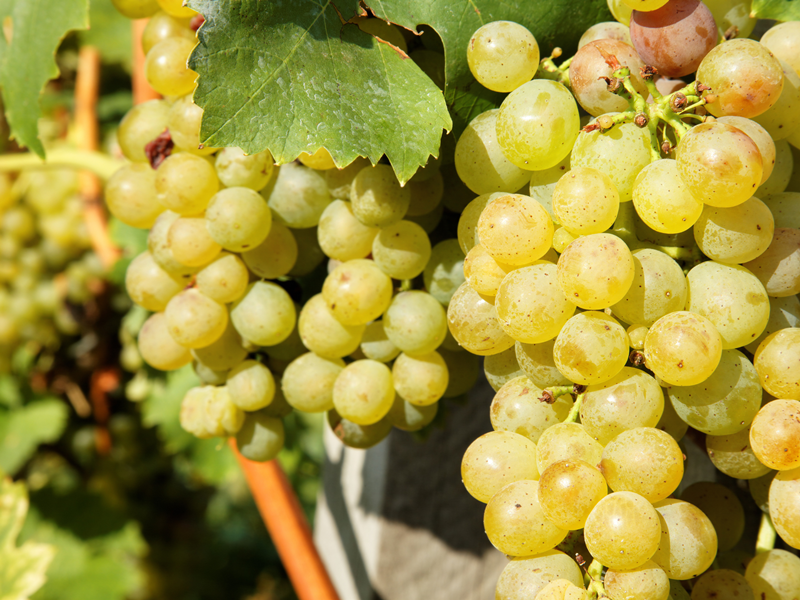 Tour du domaine et dégustation au Domaine du Grand Mayne, Villeneuve-de-Duras - photo 6