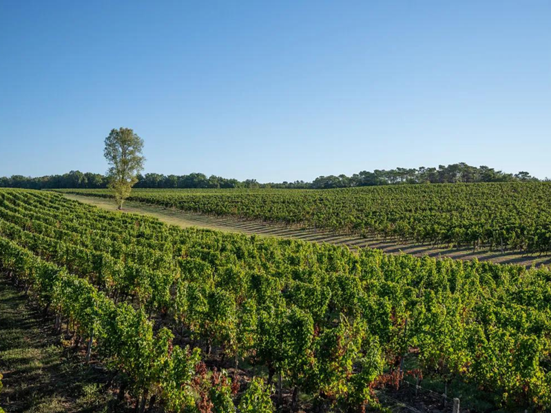 Tour du domaine et dégustation au Domaine du Grand Mayne, Villeneuve-de-Duras - photo 13