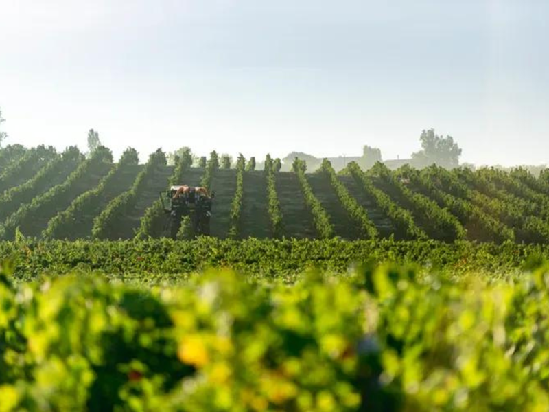 Tour du domaine et dégustation au Domaine du Grand Mayne, Villeneuve-de-Duras - photo 7