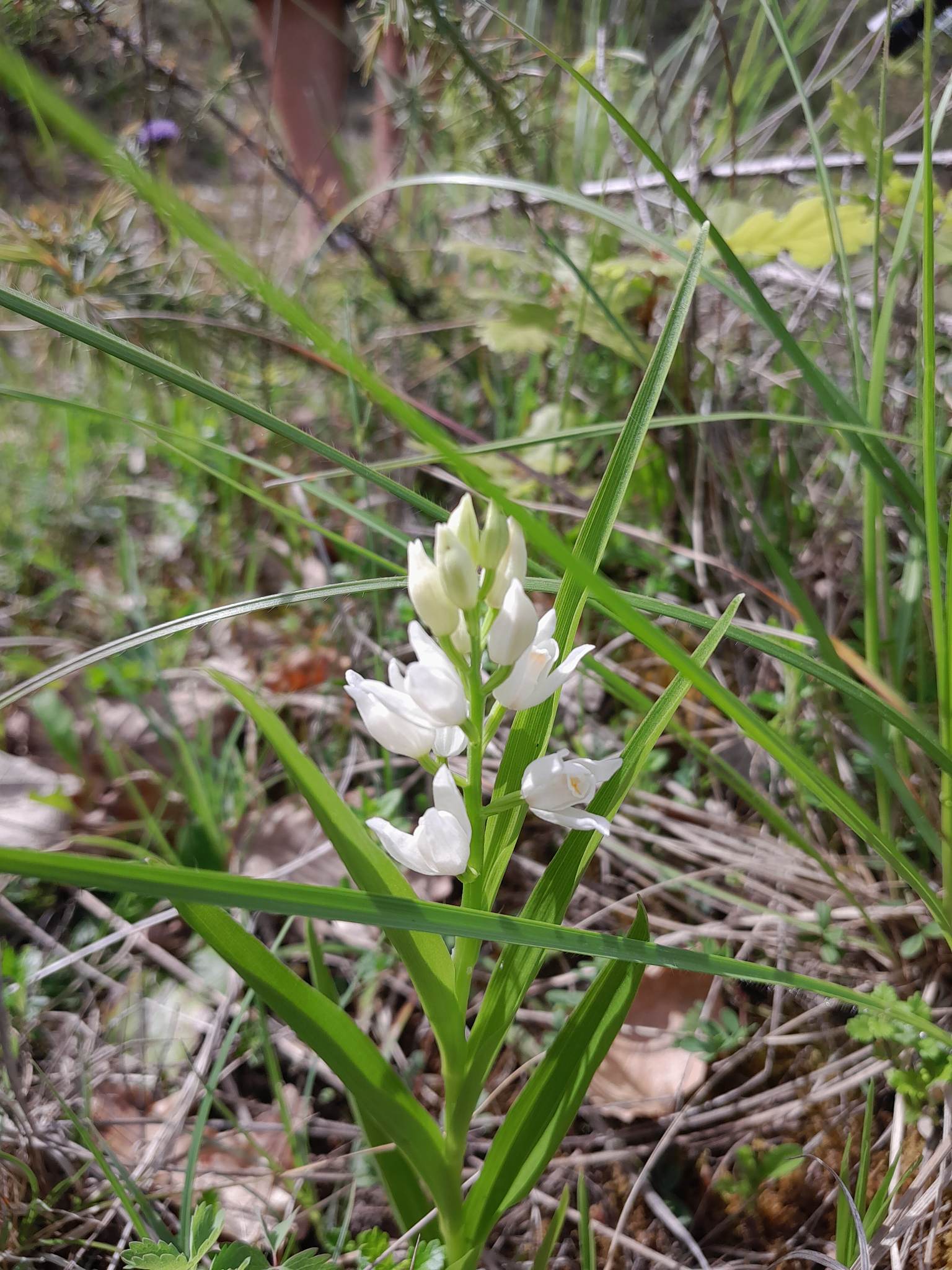 Domaine Les Hauts de Riquets, Baleyssagues - photo 25