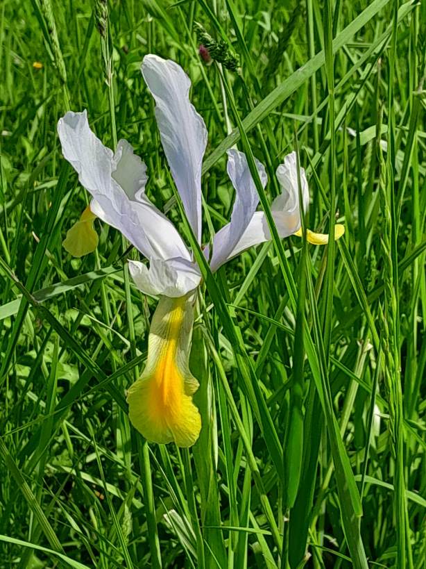 Domaine Les Hauts de Riquets, Baleyssagues - photo 28