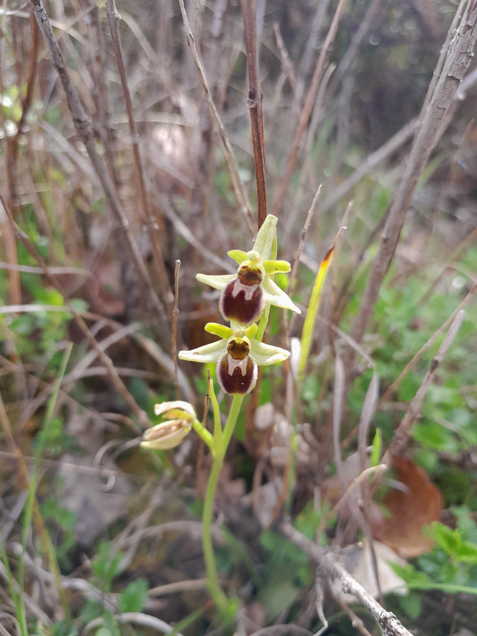 Domaine Les Hauts de Riquets, Baleyssagues - photo 8