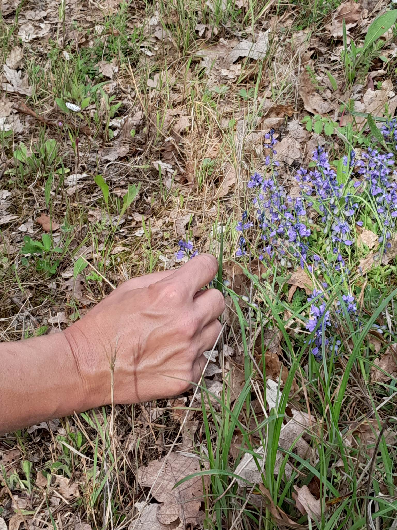 Domaine Les Hauts de Riquets, Baleyssagues - photo 27