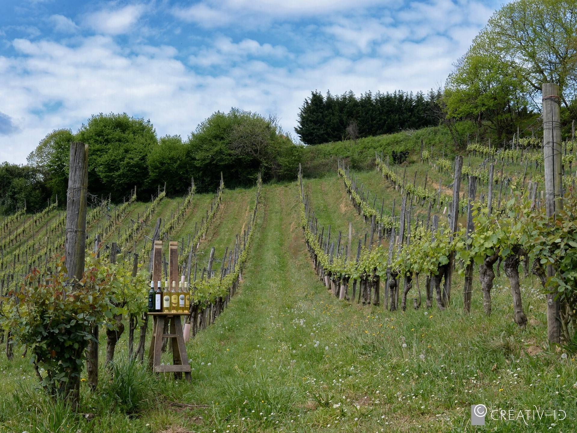 Balade vigneronne : Domaine Larroudé, Lucq-de-Béarn - photo 3