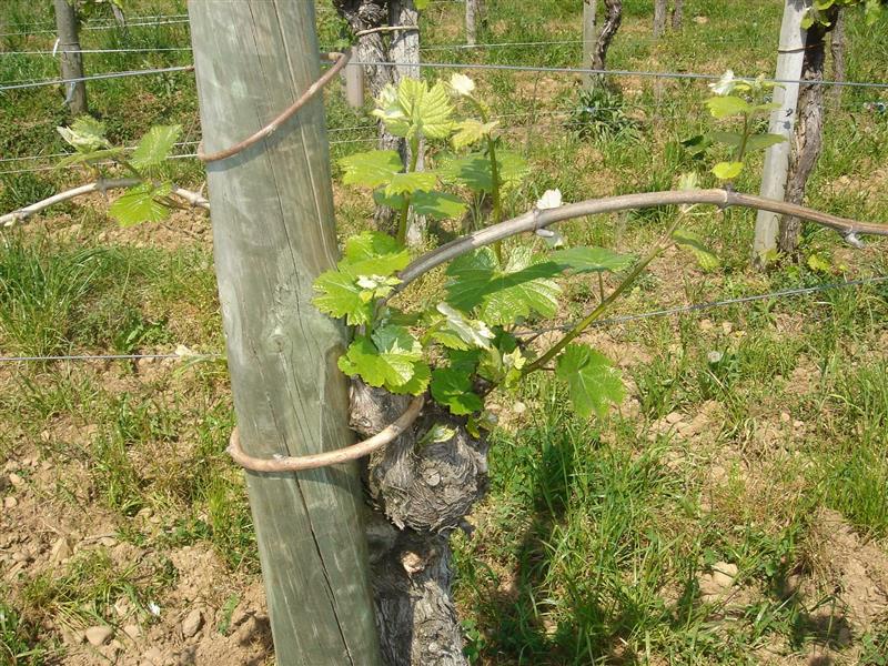 Domaine Nomboly-Traydou