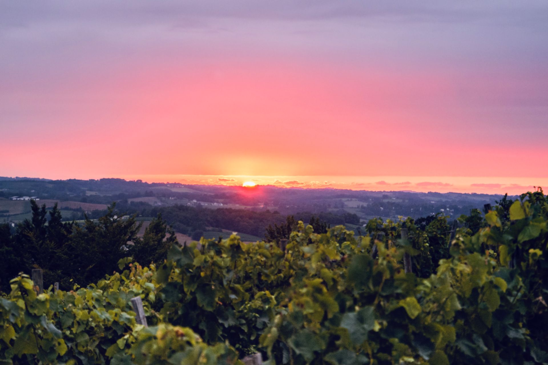 Domaine Nomboly-Traydou - photo 5