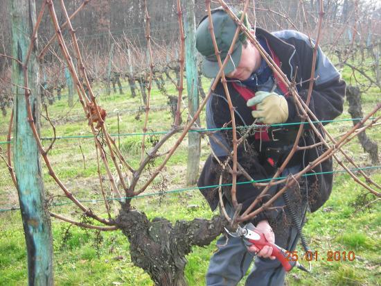 Domaine Prévot - photo 4