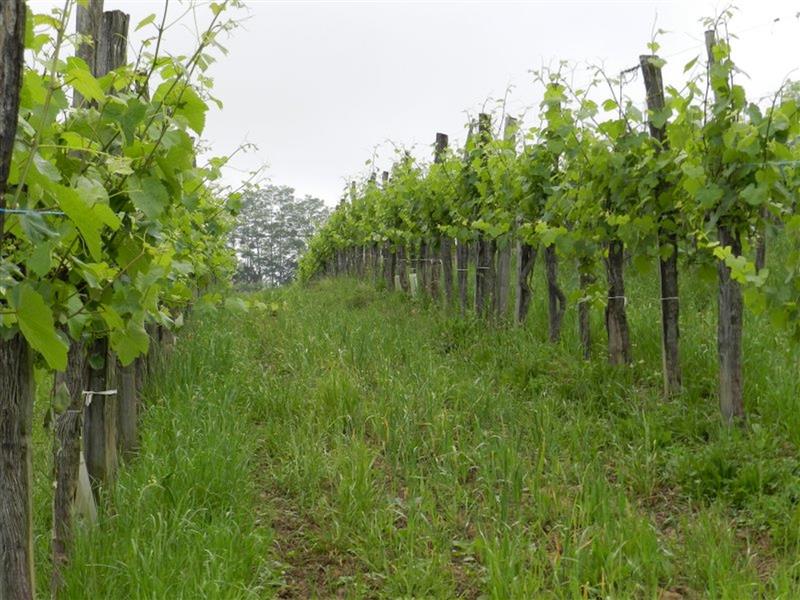Domaine Tinou