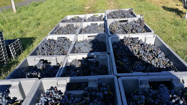 Domaine de la Voie Blanche - photo 2