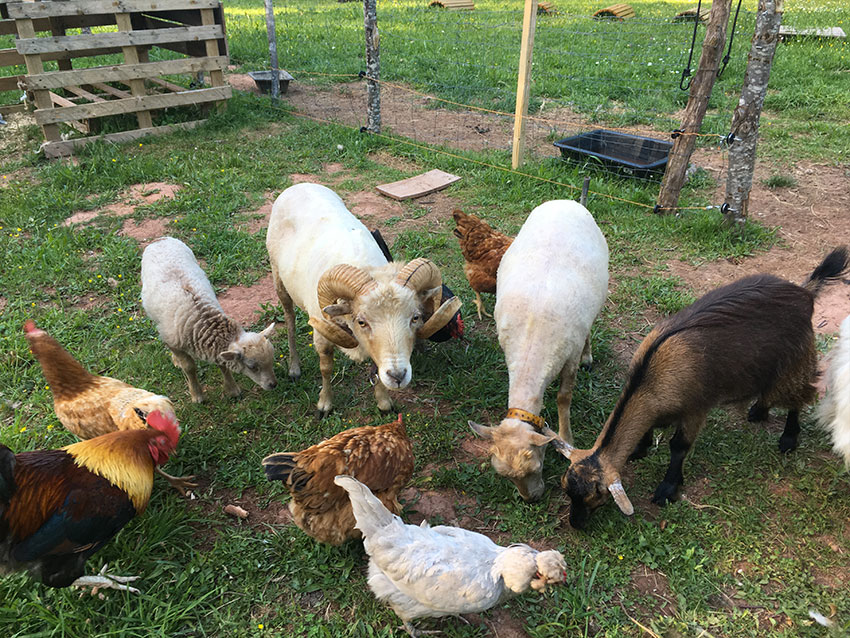 Domaine du Coq Rouge, camping naturiste, Collonges-la-Rouge - photo 4