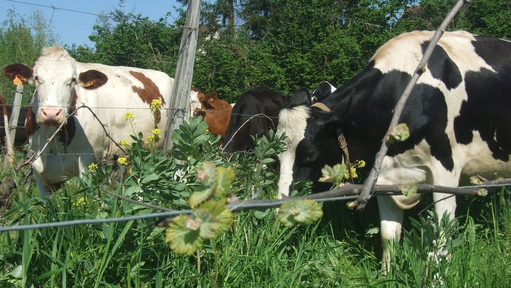 Domaine de Bonvin - photo 2