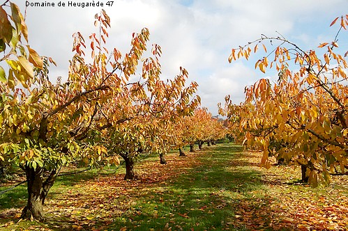Domaine de Heugarède - La belle fruitière - photo 3