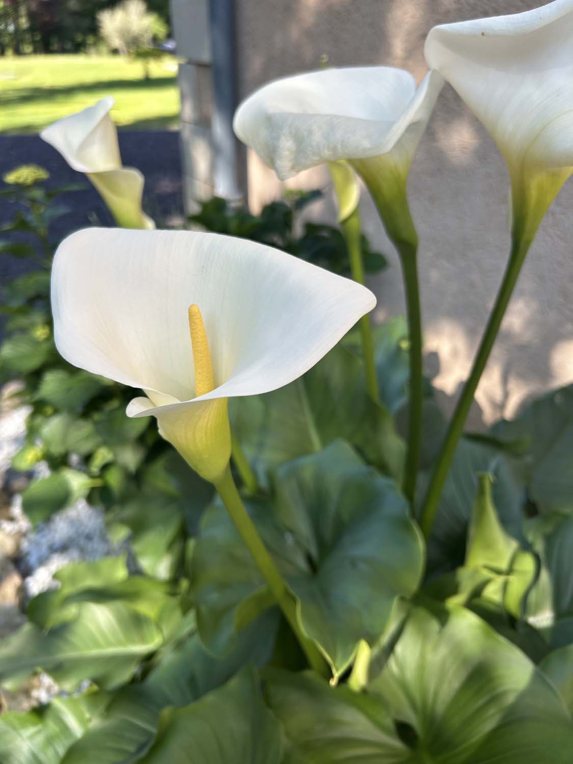 Domaine de Lithos, Fossemagne - photo 23