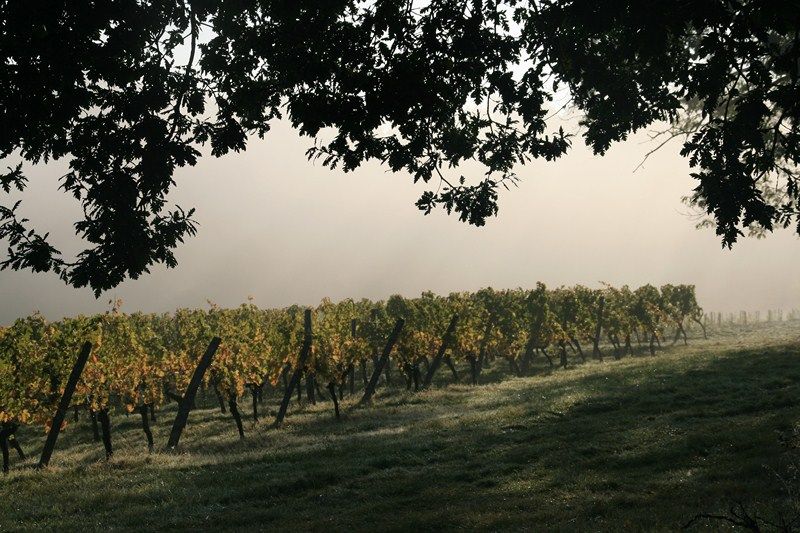 Vignobles Fabien Castaing