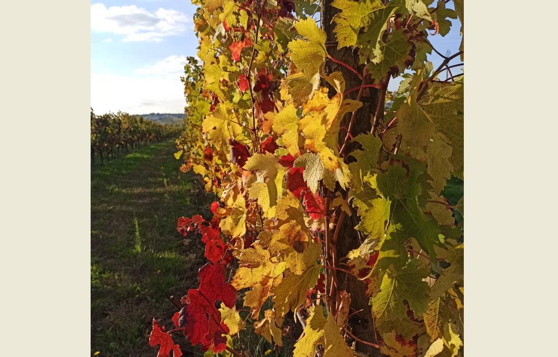 Domaine de Sauban - photo 5