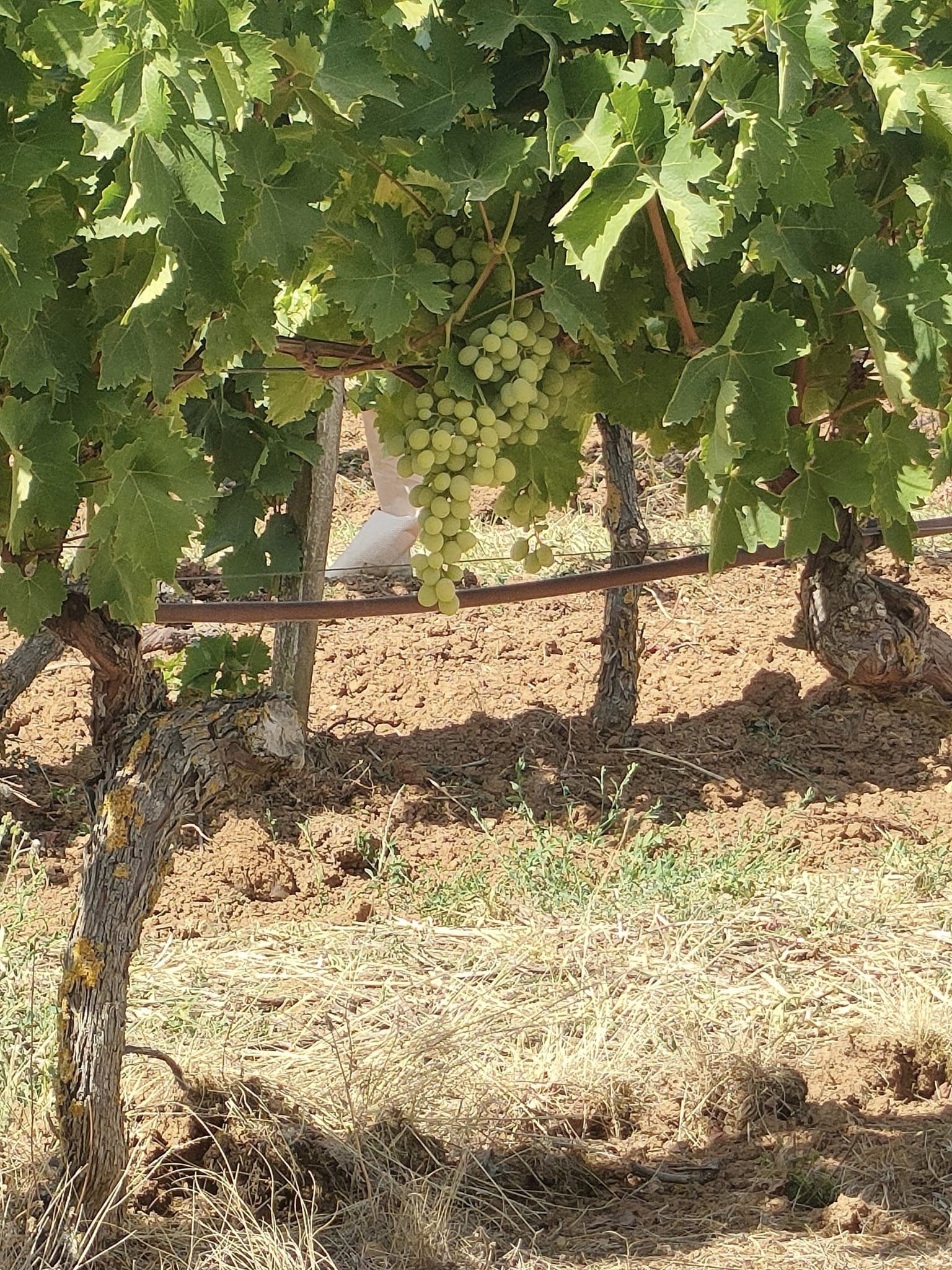 Domaine de la Roussille