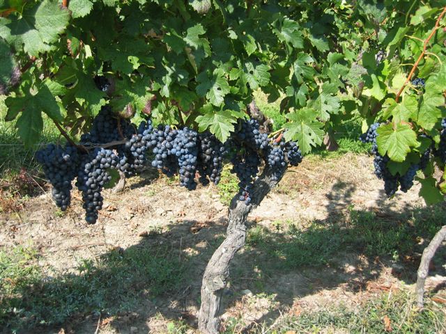 Domaine de la Voie Blanche - photo 5