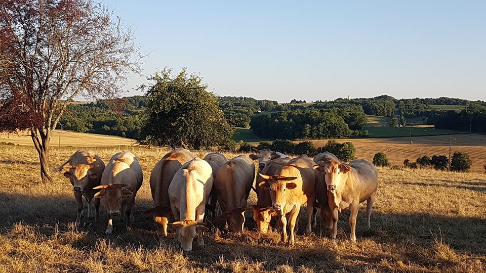 Fermes buissonnières au Domaine de Laplace, Saint-Jean-de-Duras - photo 3