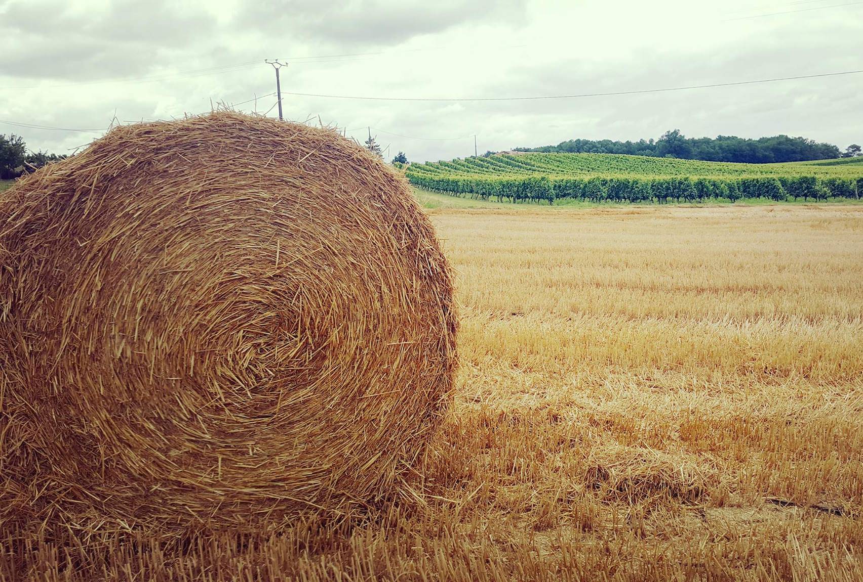 Domaine La Tuilerie Labreille - photo 4