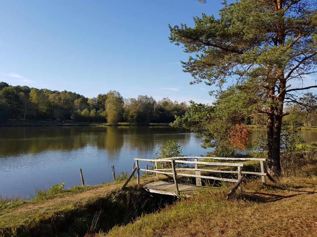 Landes serpentinicoles des Pierre du Mas, La Porcherie - photo 7