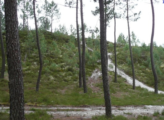 Dunes de Cazalis Web