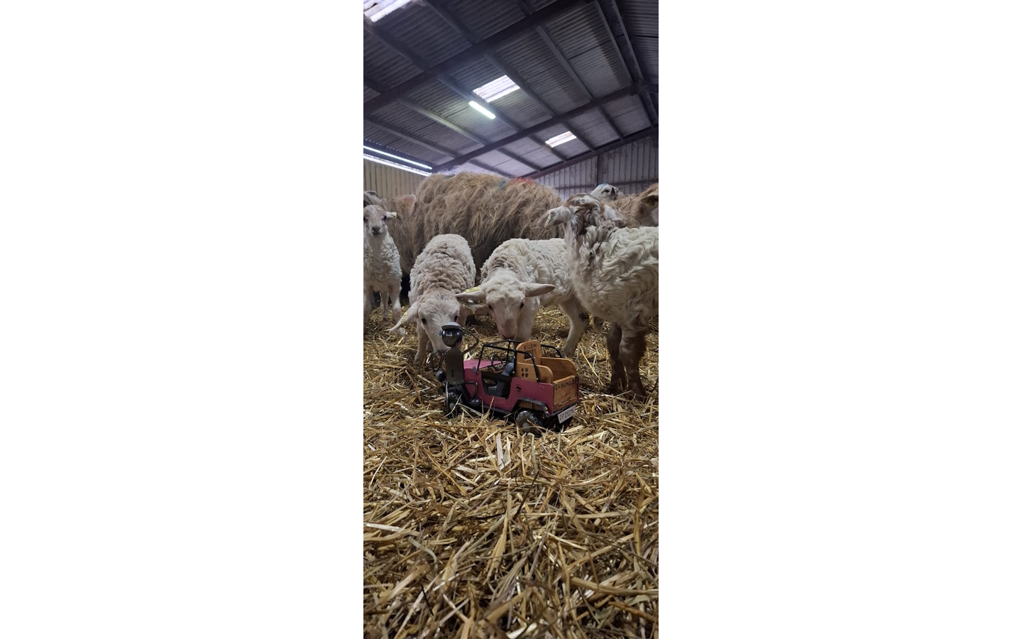 Randonnée gourmande en quadricycle électrique avec E-Pottok et découverte de la Ferme Ametzalde