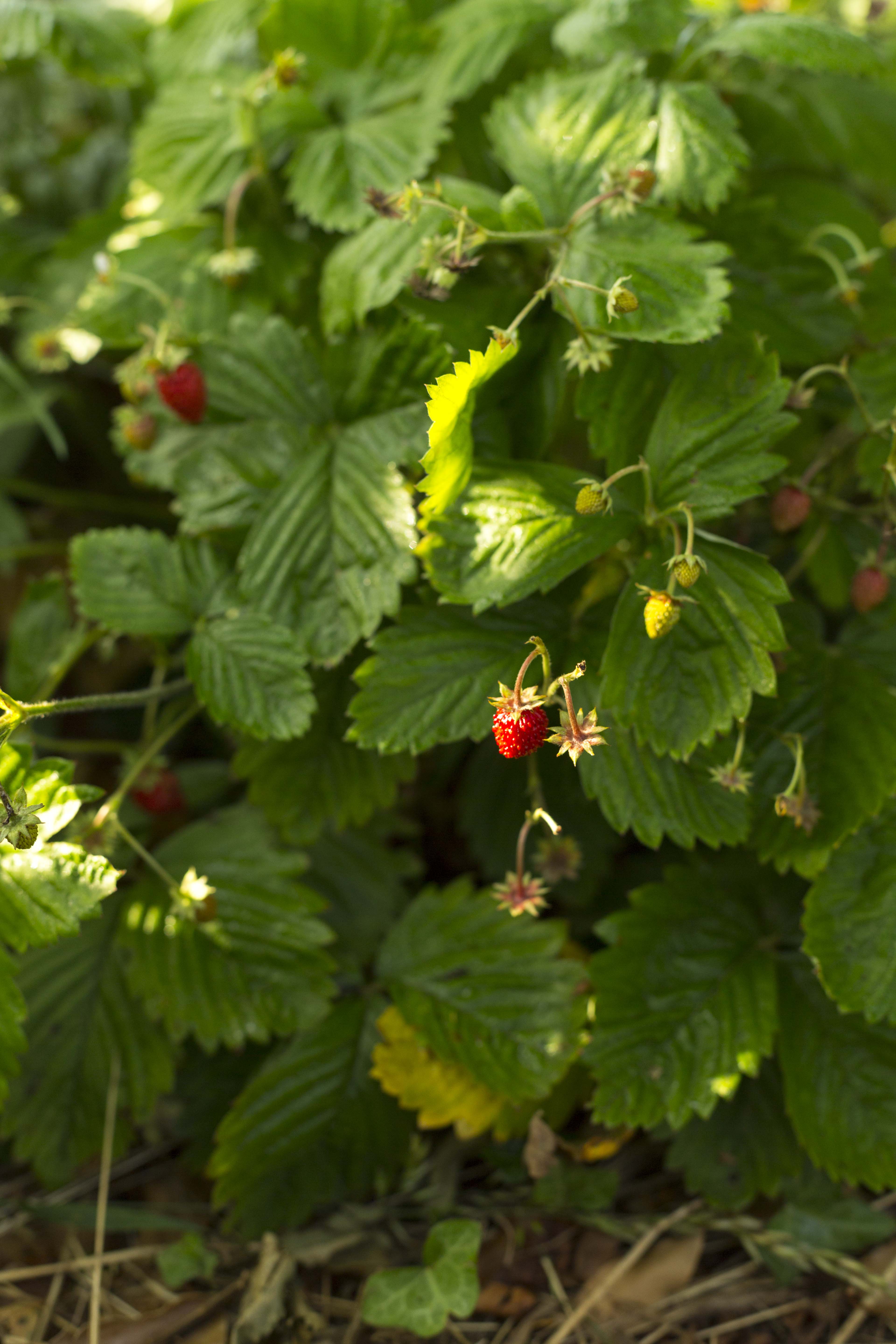 Jardin-forêt Les Blaireautin•es, Crozant - photo 7