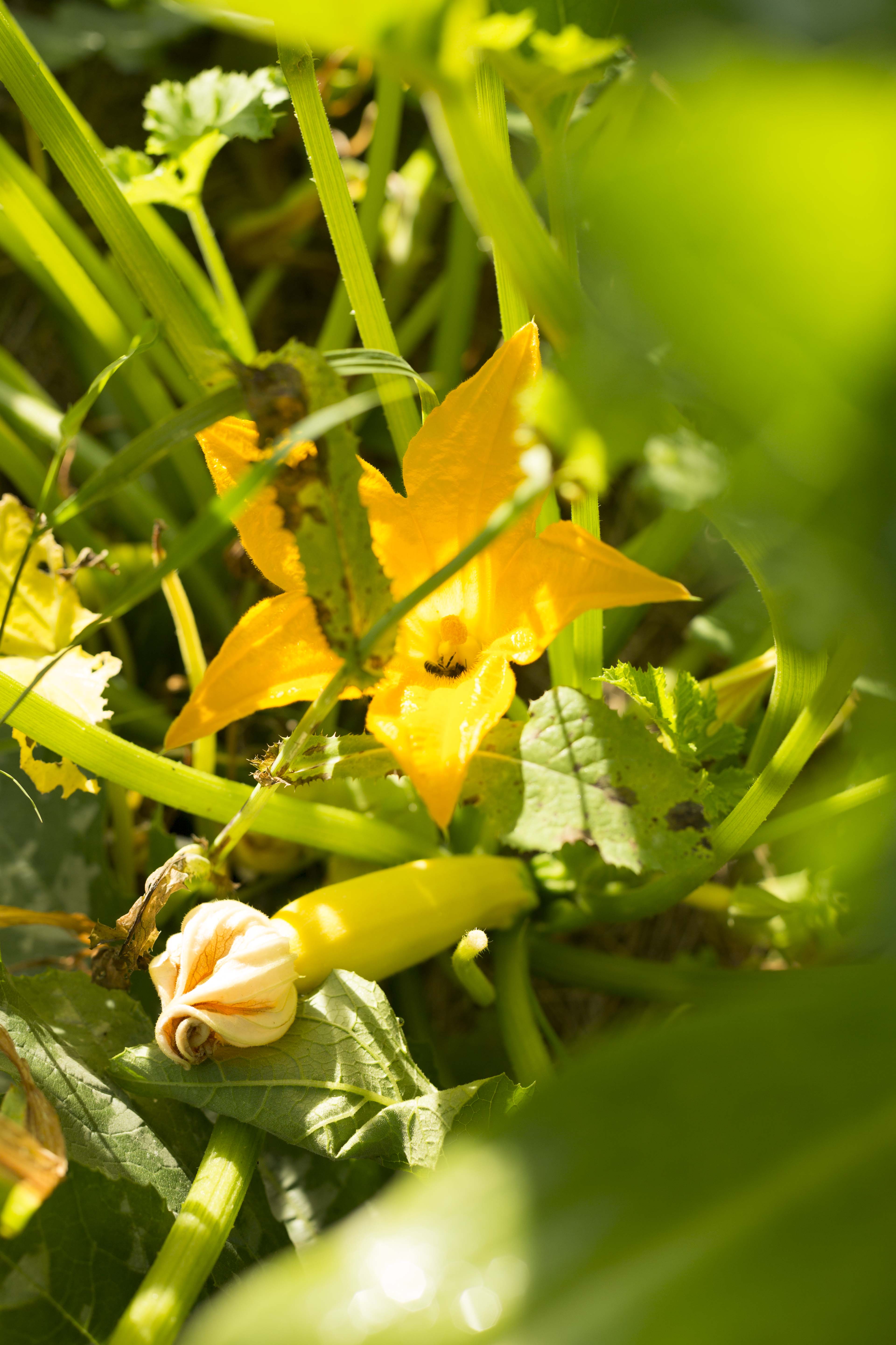 Jardin-forêt Les Blaireautin•es, Crozant - photo 3