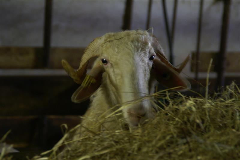 Ferme du Payssas - Olivier MAURIN