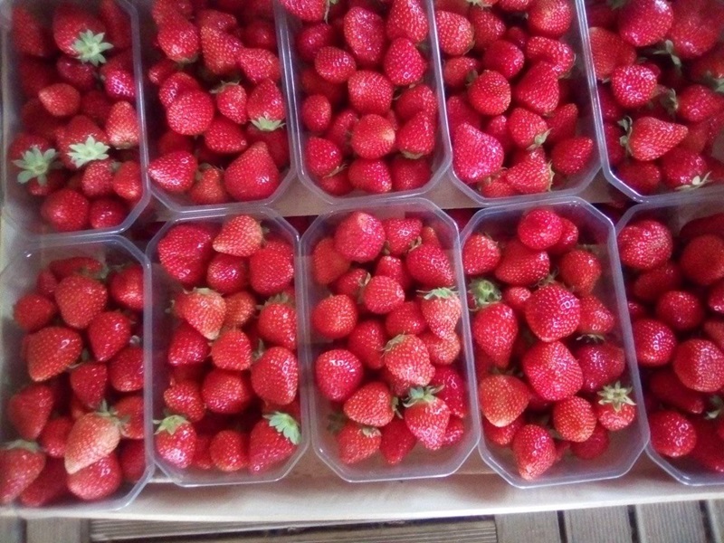 EARL de Saumathé, Le Mas-d'Agenais - photo 3