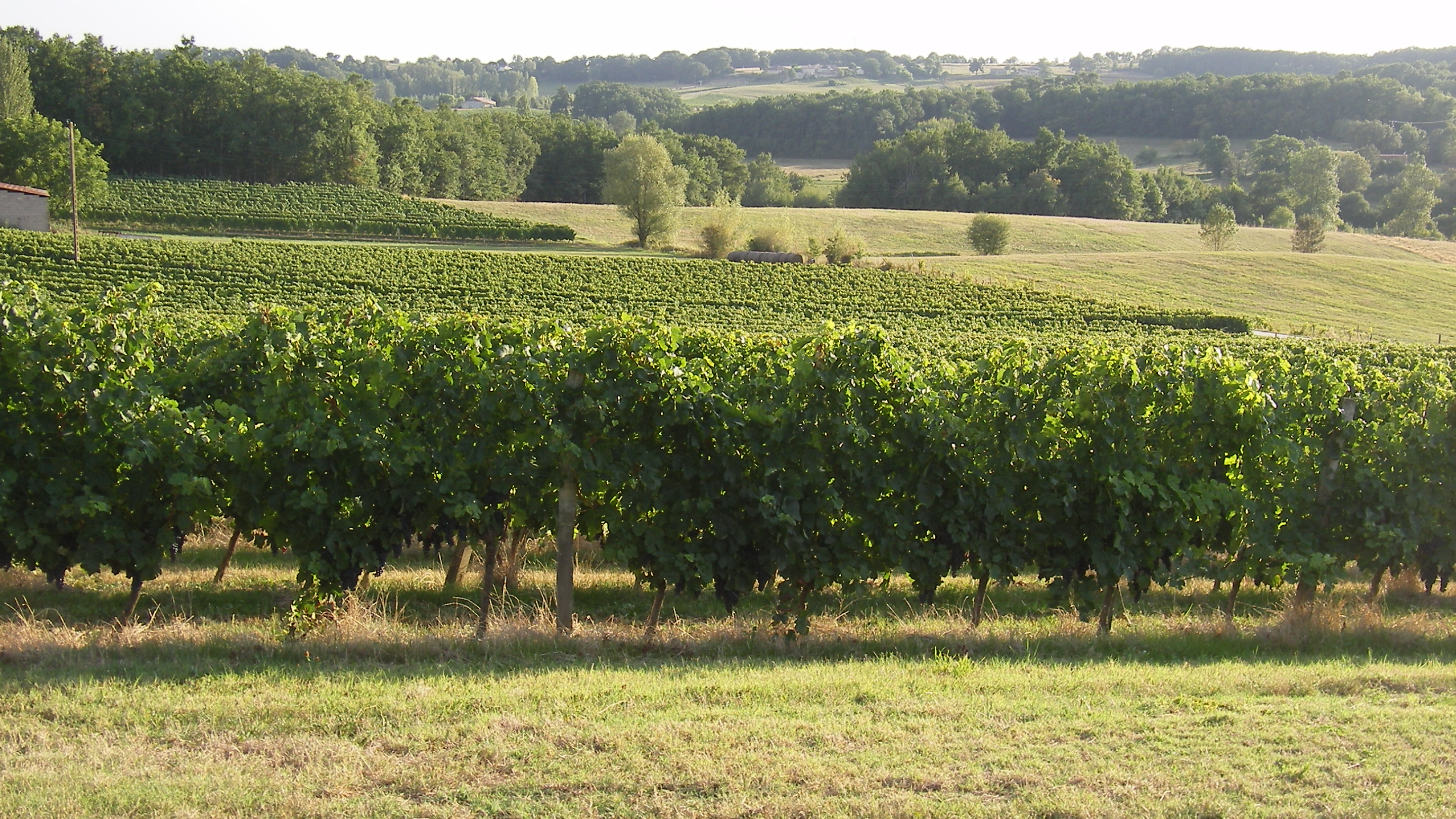 Château Bois Clair - Frédéric SERNAGLIA