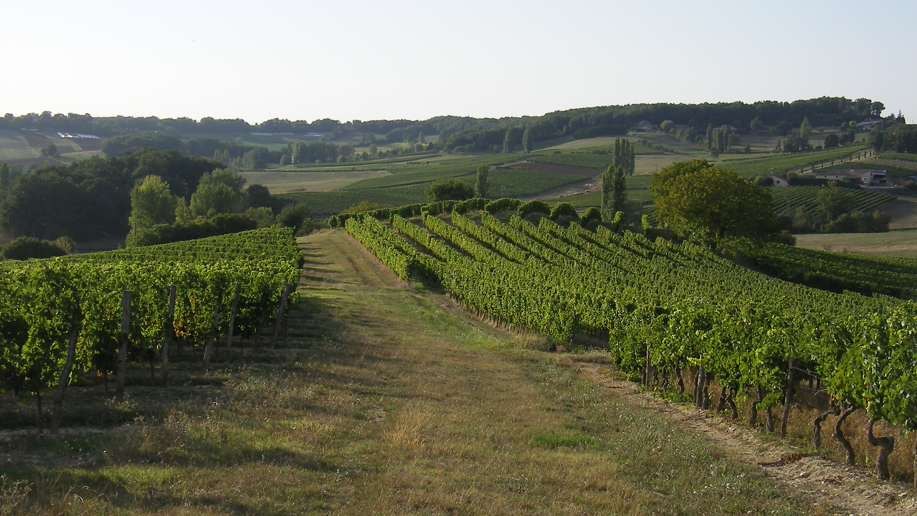 Château Bois Clair - Frédéric SERNAGLIA - photo 3