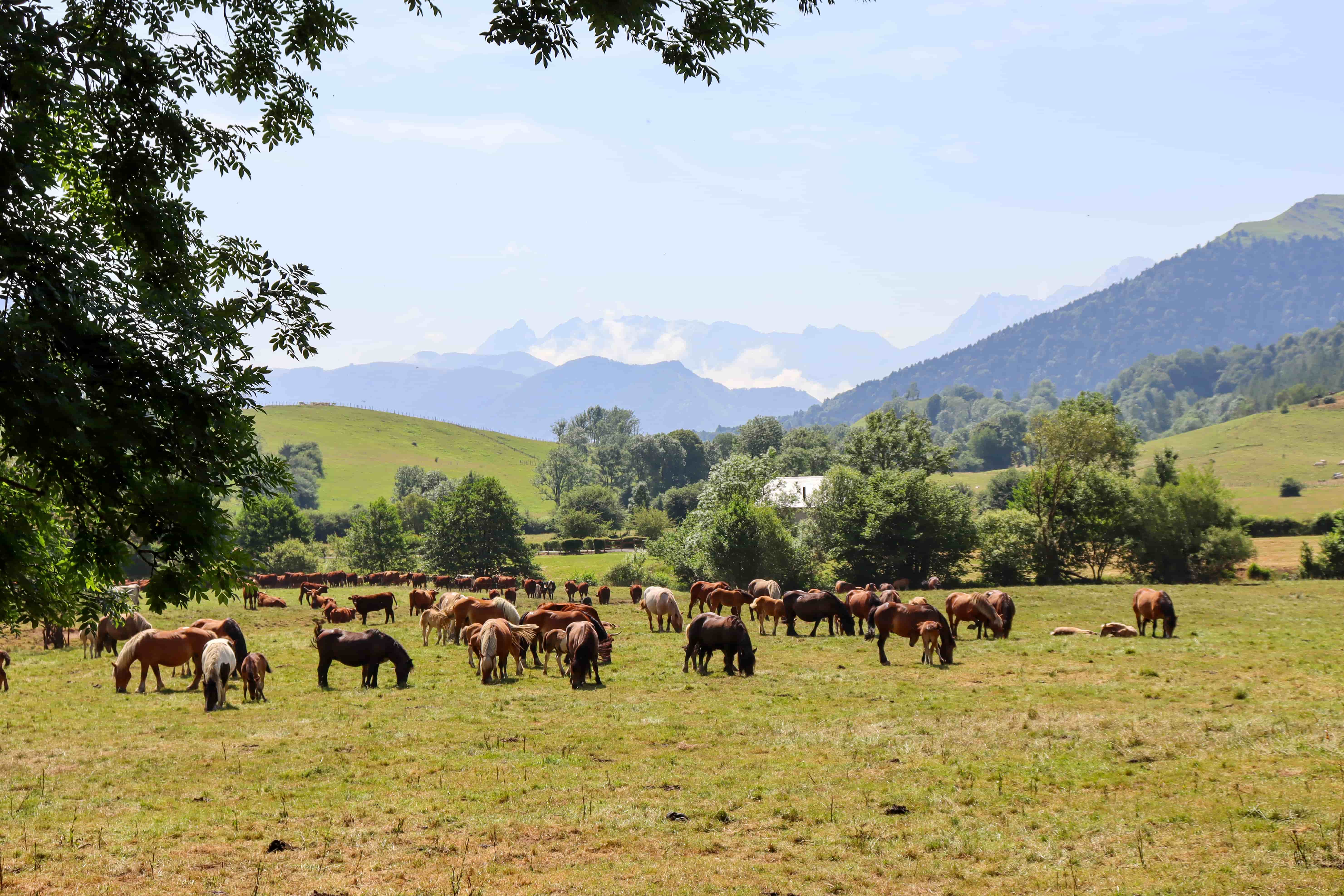 Plateau du Bénou, Bilhères - photo 7
