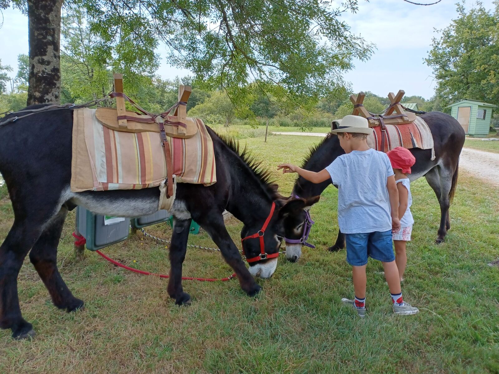 Les Échapées Vertes
