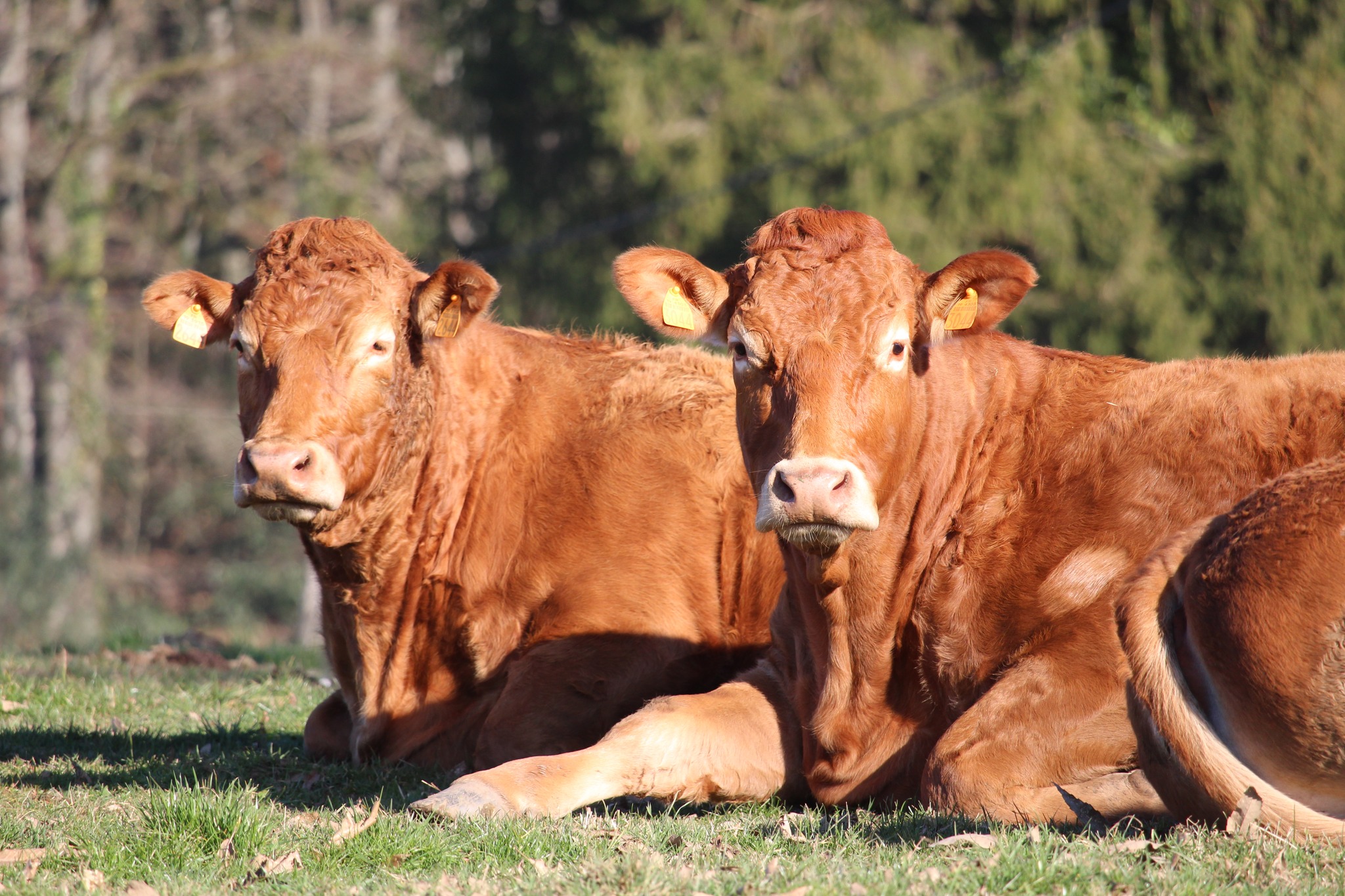 Forêt de Meilhards - photo 2