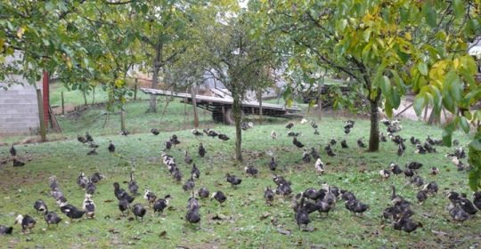 EARL La Ferme de Lol