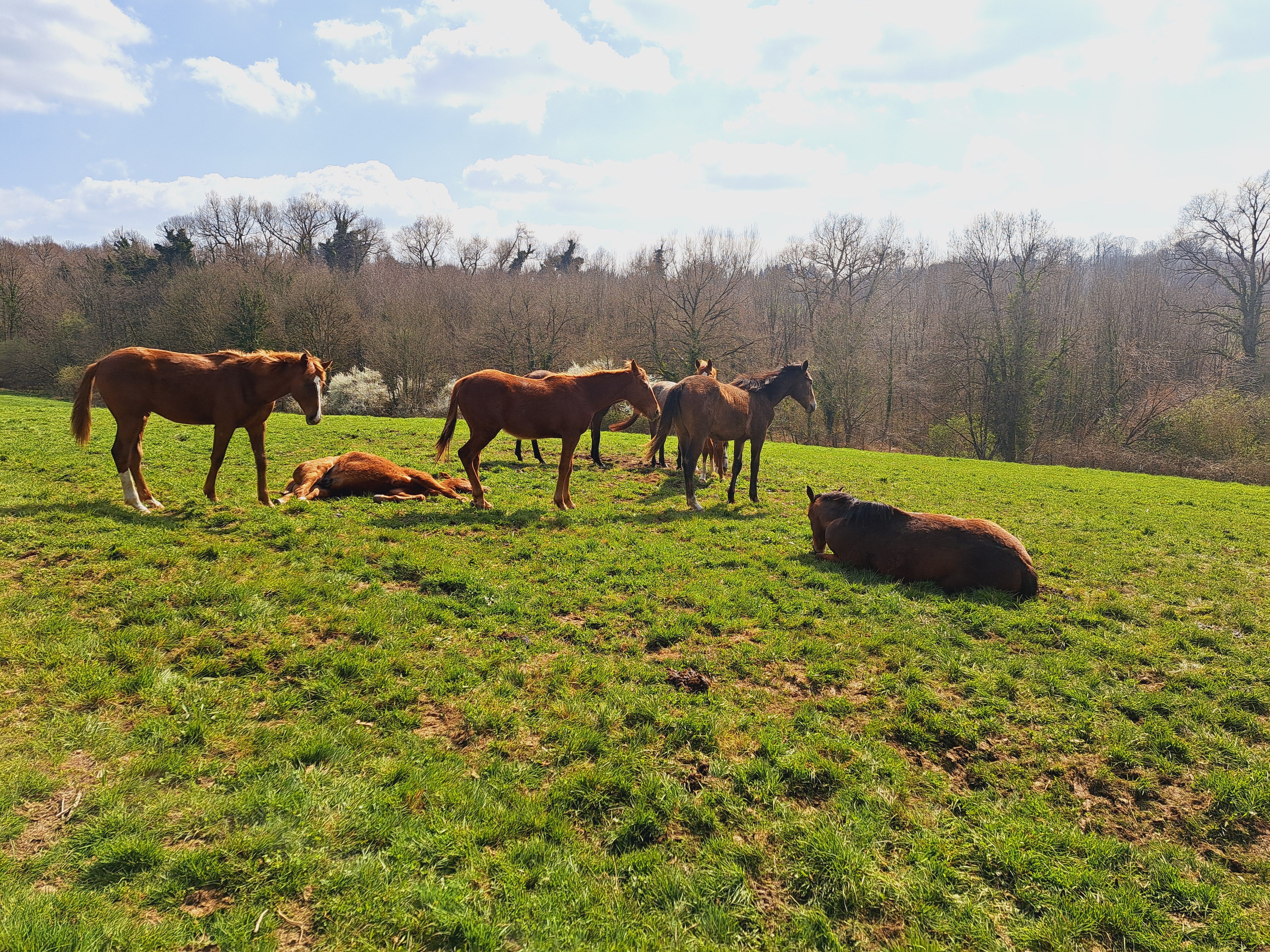 Chignac, Arnac-Pompadour - photo 4