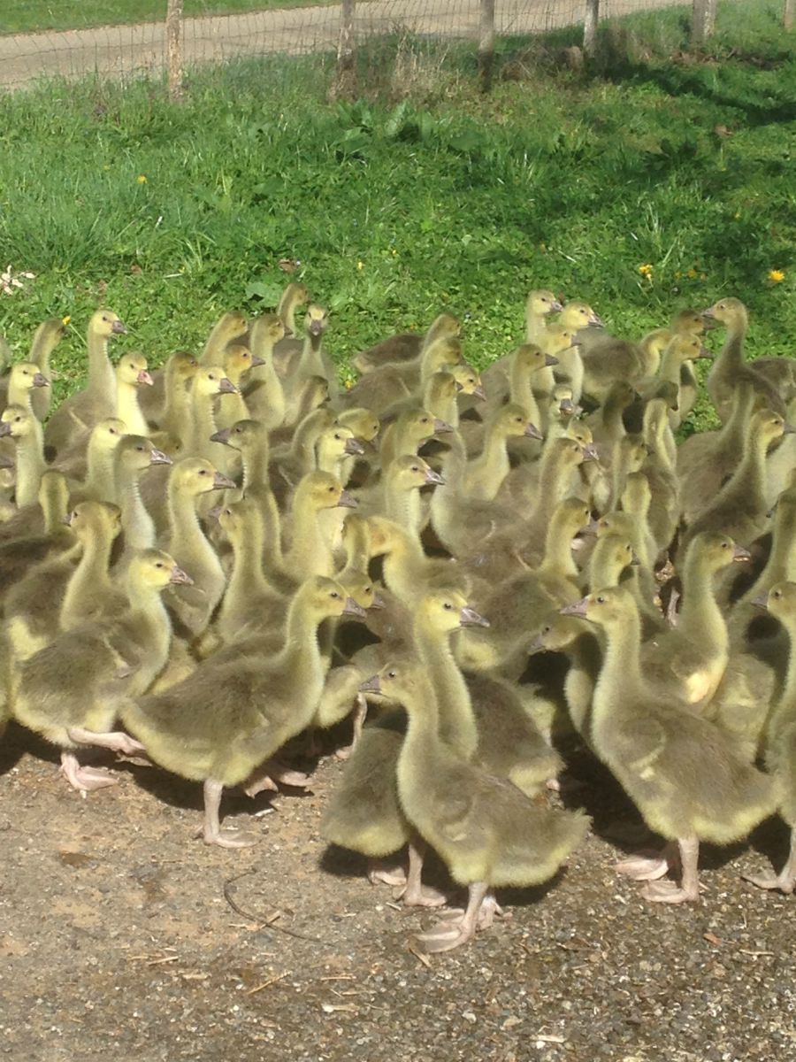 Elevage d'Oies du Bouyssou - photo 3