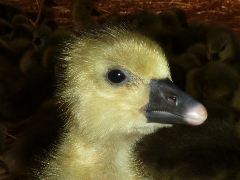 Elevage d'oies la Voulperie