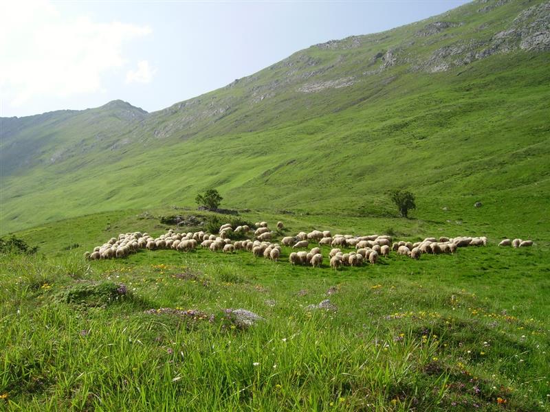 La Bergerie d'Emilie