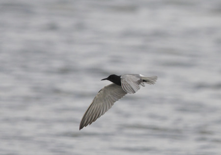 Lac de Lescourroux, Soumensac - photo 12